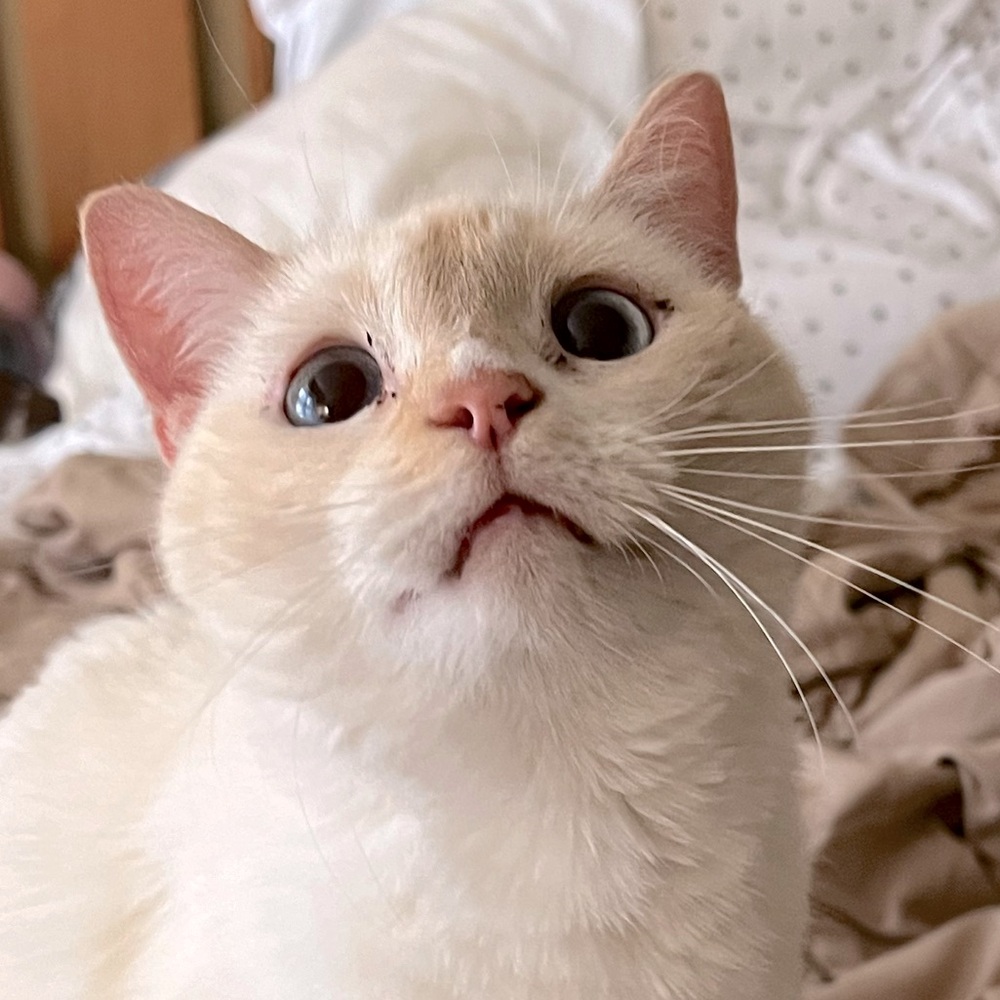 Meet your Posher, Naomi